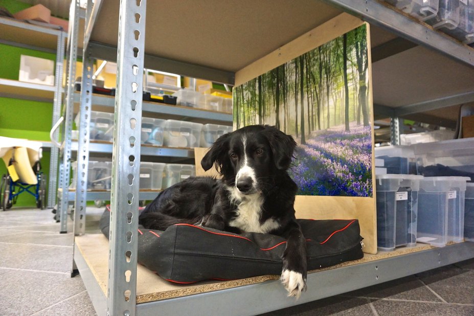 Sie betrachten gerade Von Bürohunden und Hundetagesstätten
