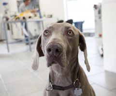 _MG_2549 Meilo